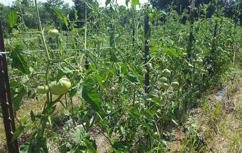 Staking Tomatoes with String 的图像结果