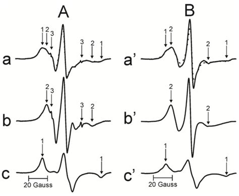 Quantification of Age-Related Changes in the Lateral Organization of ...