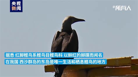 国家二级重点保护野生动物红脚鲣鸟“首现”广西北海_凤凰网视频_凤凰网