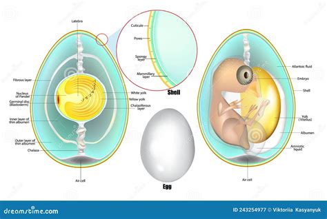 Structure of Egg. Anatomy of a Bird Embryo. Chicken Egg Development ...