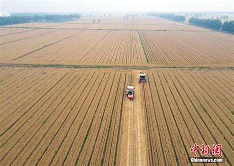 农业农村部：全国麦收过六成 机收比例超98%|农业农村部_新浪新闻