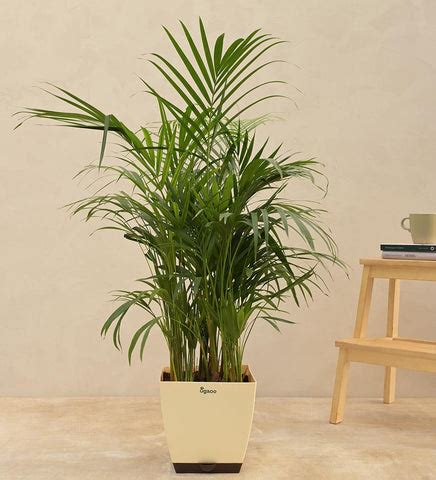 Elevating Ambiance: Essential Plants to Keep in Restaurants and Hotels ...