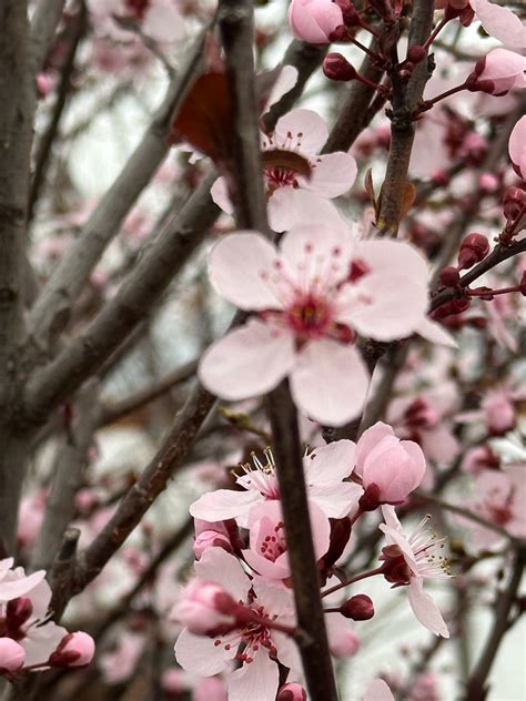 The Hanover Plant Farm Nursery and Garden Center – Hanover Vegetable Farm