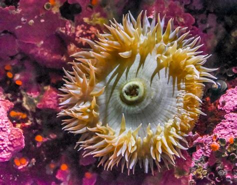 Image result for Tidal Pool Creatures