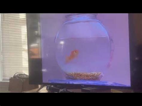 Elmo World Water Swim 的图像结果