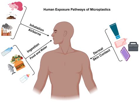 Impact of Microplastics on Human Health: Risks, Diseases, and Affected ...