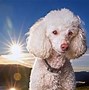 Image result for Dog Itchy Ears