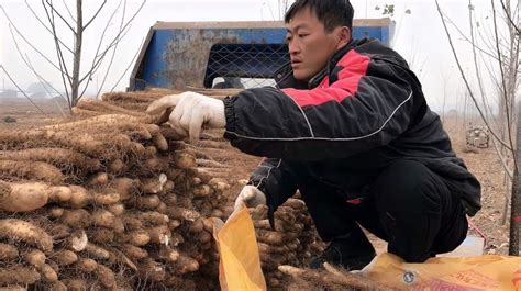 山药那么长，为什么要整根挖出来，不一截一截挖？看到这幕我懂了