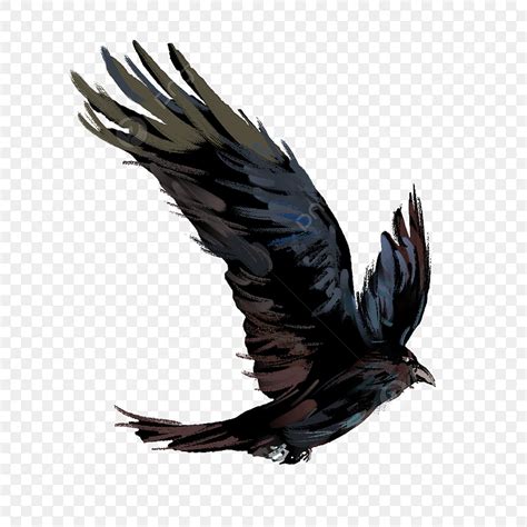 Flying Crow Clipart
