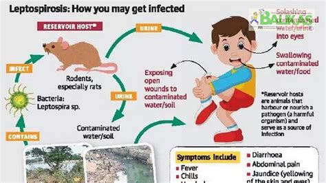 Factsheet About Leptospirosis – Leptospirosis in Dogs – IOQJ