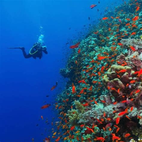 Shore Snorkelling at Nemo Beach (Swaraj Dweep), Havelock Island