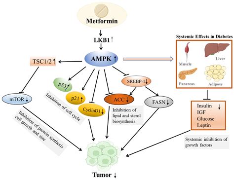 A Clinical Perspective of the Multifaceted Mechanism of Metformin in ...