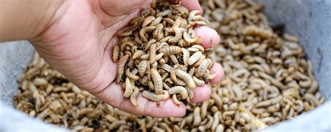 XXL-Insektenfabrik kämpft ums Überleben | agrarheute.com