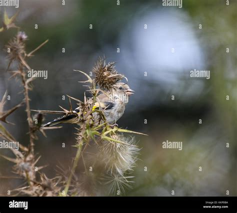 Do Birds Eat Thistle at Florence Parsons blog