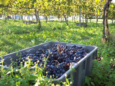 Go Local Winington 的图像结果