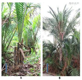 Identification of differentially expressed transcripts for trunk ...