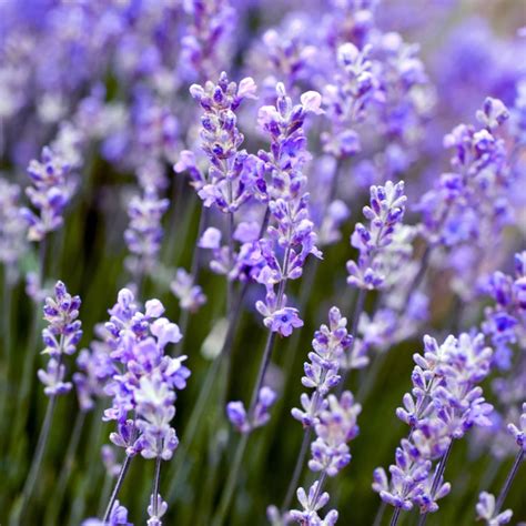 Lavender Plant Perennial