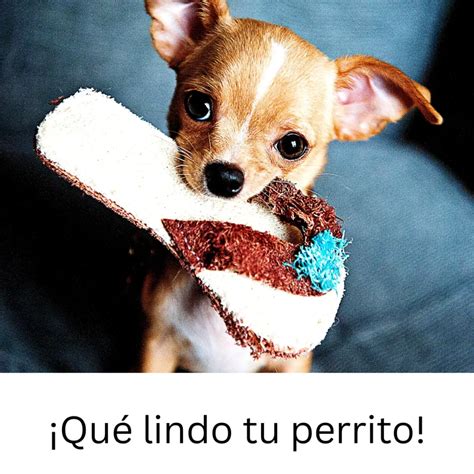 How to Say Dog in Spanish: 15 Ways to Talk About