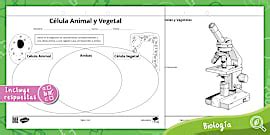 Células | Animal | Vegetal | Eucarionte | Procarionte | 8°