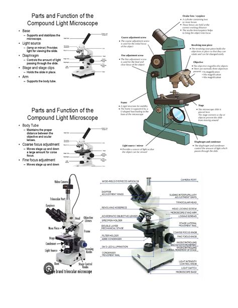 Microscope parts and their function - A Eyepiece. The viewer looks ...