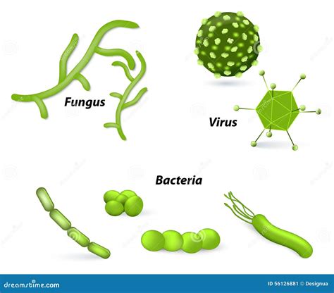 Image result for Fungi Drawing Pathogen