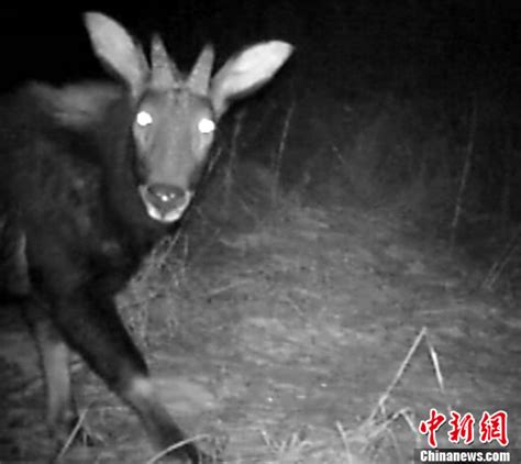 重庆首次拍到野生“四不像” 学名“鬣羚”(图)-搜狐新闻