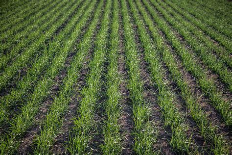 Foliar Fertilizers | Greenlife Crop Protection Africa