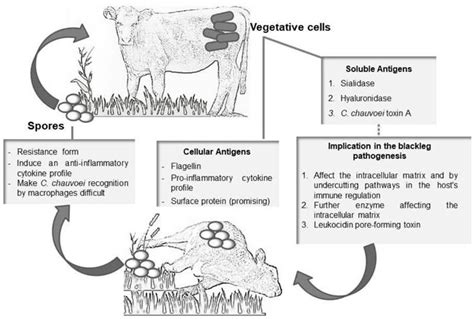 Blackleg: A Review of the Agent and Management of the Disease in Brazil