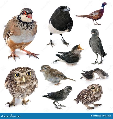 Group of wild birds stock image. Image of sparrow, legged - 43416365