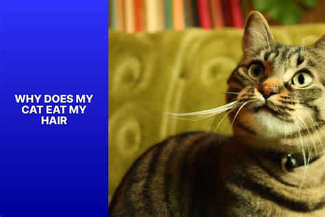 Image result for Cat Stack Sticker