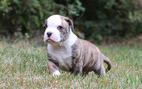 Scott American Bulldog Puppies