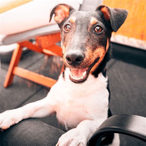 Do Dogs Finish When They Hump