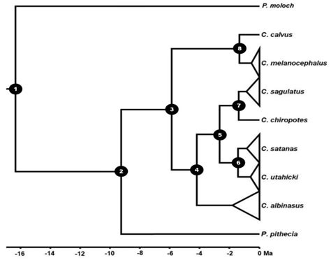 Molecular Evidence Supports Five Lineages within Chiropotes ...