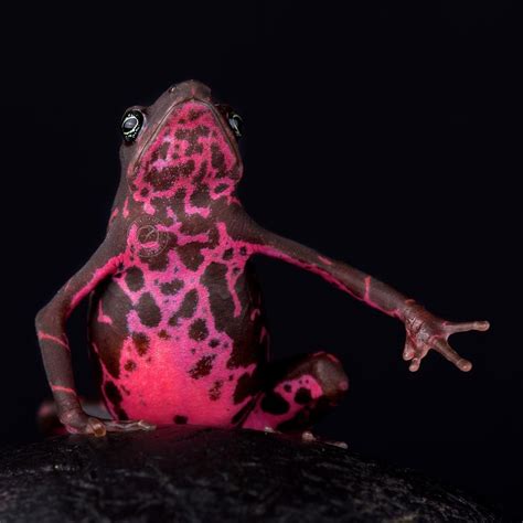 Matthijs Kuijpers on Instagram: "The purple harlequin toad (Atelopus spumarius barbotini) has ...