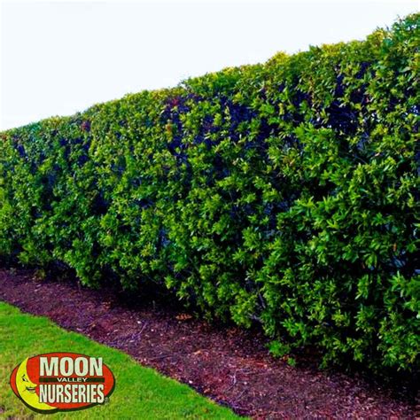 Wax Myrtle Plant Species