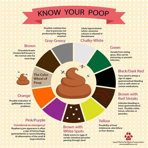 Image result for Different Poop Colors