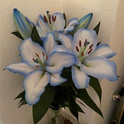 Lily Bulbs, Summer Flowering, Suitable For Spring Planting, Beautiful ...