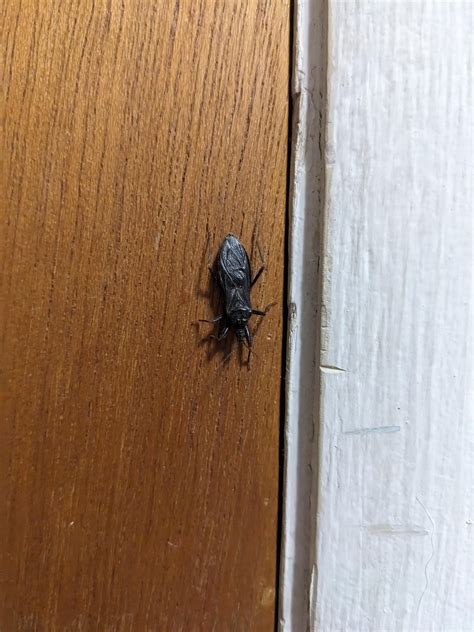 Kissing bug? Denver, Colorado : r/whatisthisbug