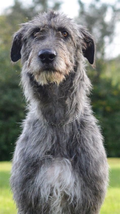 Arklow the Irish Wolfhound Giant Dogs, Big Dogs, I Love Dogs, Dogs And ...