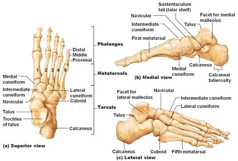 Anatomy Of Foot Bones