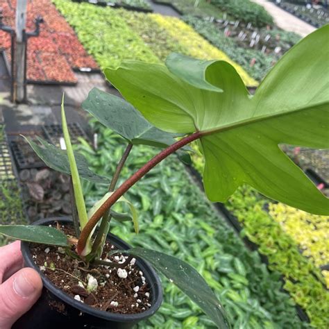 Philodendron pedatum 'Florida Ghost' | Little Prince of Oregon Nursery