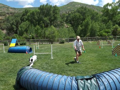 Image result for Agility Training for Dogs
