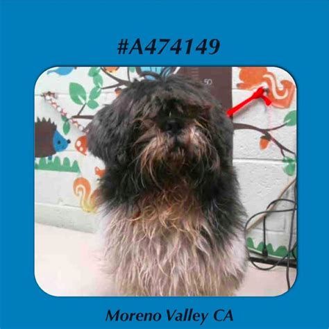 Pin on Urgent Animals in Need at Moreno Valley Animal Services in ...
