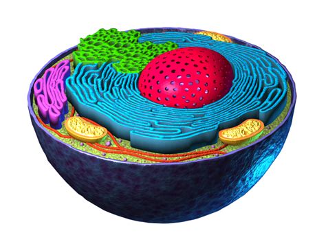 Cell Structure PNG 的图像结果