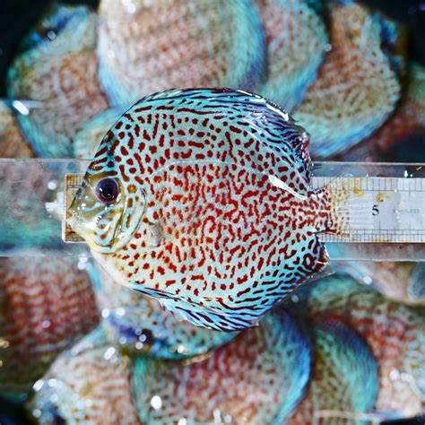 Image result for Red Leopard Discus