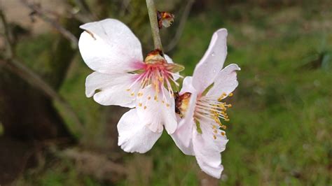 La primavera invernal del almendro