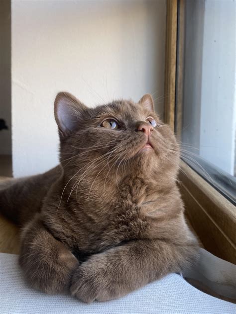 British Shorthair Brown Tabby