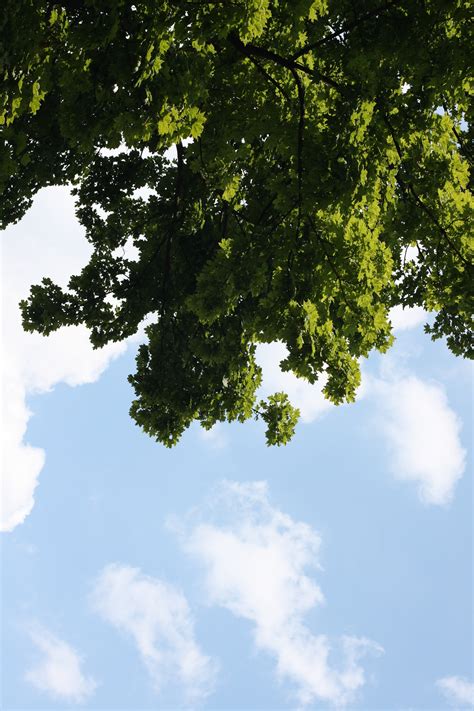 The Fastest Growing Oak Tree Varieties For Your Landscape
