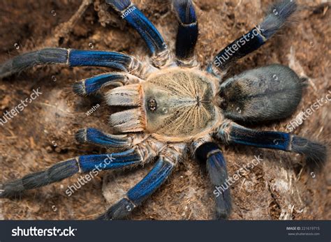 Baby Cobalt Blue Tarantula