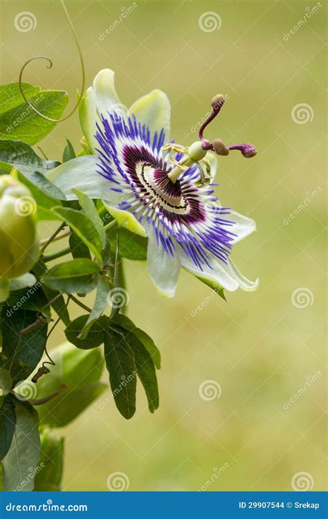 Blue Passion Flower Passiflora Caerulea On A White Background Stock ...